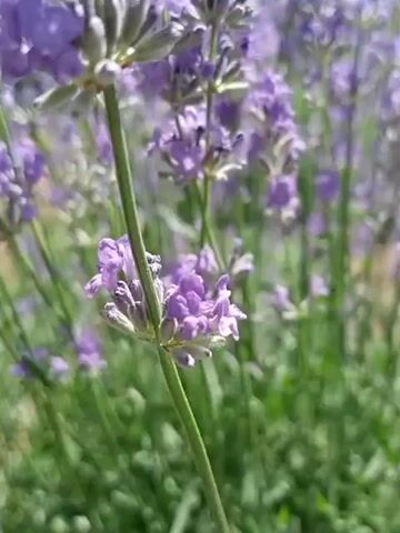 This is a close-up video of lavender flowers swaying gently in the breeze. The lavender stalks are laden with small, purple blossoms, creating a lush and vibrant display. The focus shifts between several lavender blooms, highlighting their delicate structure and soft color. In the background, more lavender plants and green foliage create a soft, blurred backdrop, suggesting a field or garden setting. The sunlight appears bright, indicating it's daytime, likely a sunny day, given the vibrant colors and clear visibility. The overall mood is peaceful and serene, evoking the calming scent and beauty associated with lavender. There is no visible text in this video. The location is identified as Varnița, Moldova.