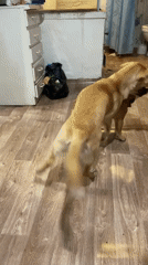 Two Dogs Play Indoors in Russian Home