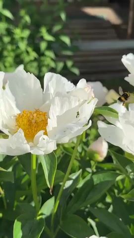 This is a close-up, vertical video of white peonies in bloom, with a bumblebee actively pollinating them. The peonies are in various stages of openness, with some fully bloomed, revealing their delicate white petals and yellow centers, while others are still in bud form. Lush green leaves provide a vibrant backdrop. A bumblebee, with its distinctive black and yellow stripes, is the main subject of activity, buzzing from flower to flower, its legs dusted with pollen. The lighting suggests it is daytime, possibly late morning or early afternoon, with bright sunlight casting dappled shadows. The scene appears to be an outdoor garden, likely in a temperate climate given the presence of peonies. The overall mood is one of natural beauty and the peaceful, industrious activity of nature. There is no visible text in the media file.