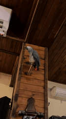 Grey parrot with red tail perched indoors in Bulgaria