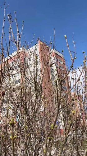 Woman documents spring morning with coffee and birdwatching in Tyumen