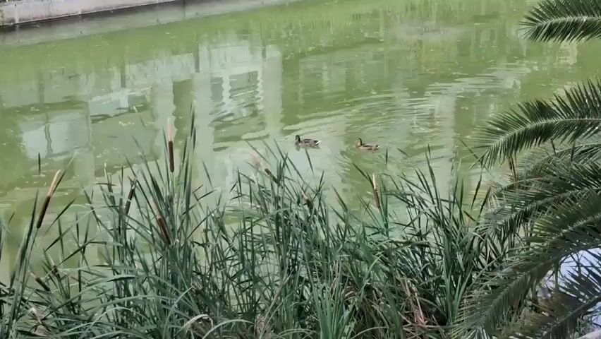 This media file depicts a tranquil outdoor scene, likely in Girona, Spain, showcasing a canal or pond. The water is a murky green, reflecting the surrounding vegetation and a building with windows. Two ducks are visible swimming in the water. The foreground is dominated by tall, green reeds and cattails, with a palm frond visible on the right. In the background, lush green grass lines the canal bank, with some hints of a fence or structure further beyond.

The lighting suggests it is daytime, with soft light and reflections on the water, indicating possibly overcast weather or the softer light of morning or late afternoon. There are no people present in the frame. The overall mood is peaceful and natural, with the ducks adding a touch of wildlife to the otherwise still environment. No visible text is present in the media. The scene is a serene snapshot of a canal or pond environment, likely a park or natural area within Girona.