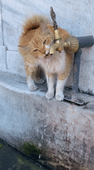 Cat drinks from brass faucet beside autumn leaves in Istanbul