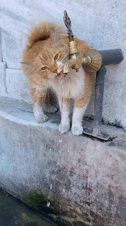 Cat drinks from brass faucet beside autumn leaves in Istanbul