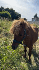 Shetland pony grazes in field near Aprilia, Italy
