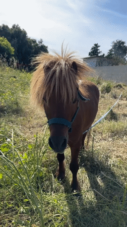 Shetland pony grazes in field near Aprilia, Italy