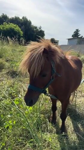 Shetland pony grazes in field near Aprilia, Italy
