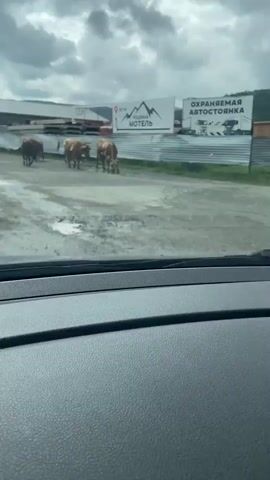 A herd of cows is crossing a dirt road in front of a building complex. The cows are of various colors, including brown, white, and black. Some of the cows are grazing on the side of the road. In the background, there are signs for a motel and a guarded parking lot. The sky is cloudy. The video is filmed from inside a vehicle.