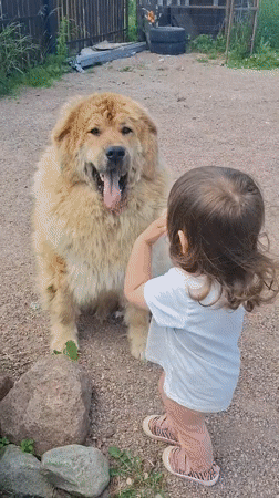 Child tends garden, plays with dog in Russian backyard