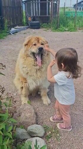 Child tends garden, plays with dog in Russian backyard