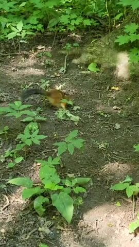 A squirrel is seen scampering on the ground in a forest. It then runs up the trunk of a large tree, disappearing behind the foliage. The ground is covered with dirt, leaves, and small green plants. The tree has rough bark and is surrounded by lush green leaves.