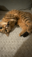 Orange tabby cat lies upside down on couch blanket