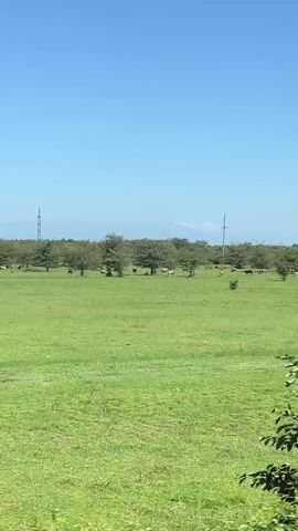 The video shows a landscape with a bright blue sky. In the foreground, there are green trees and bushes. In the middle ground, there is a large green field with several cows grazing. In the background, there is a line of trees and two tall power line towers. The camera appears to be moving, possibly from a vehicle, as the foliage in the foreground blurs slightly.