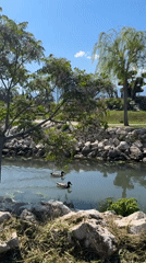 Morning tranquility: Ducks swim in Fethiye park waters
