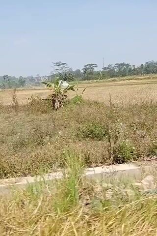 A video captures a dry, harvested rice field under a bright, clear sky. The field is golden brown, with some green vegetation scattered throughout. In the distance, a white machine, possibly a tractor or sprayer, is visible, emitting a plume of white smoke or dust as it moves across the field. The foreground is dominated by tall, dry grass and a few banana trees. A dark pole, likely a utility pole, stands vertically on the left side of the frame. A small stream or irrigation channel can be seen in the middle ground. The overall scene depicts agricultural activity in a rural, sun-drenched landscape.
