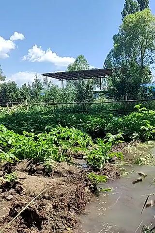 This media file captures an outdoor scene, likely a rural setting, with a focus on a cultivated area near a body of water. The foreground is dominated by rich brown soil, with visible mounds and furrows suggesting agricultural activity. Lush green plants, possibly vegetables or crops, are thriving in this soil, their leaves a vibrant green against the dark earth.

To the right of the cultivated land, a stream of murky water flows, reflecting the sky and surrounding vegetation. The water appears calm, with a few blades of grass or reeds emerging from its edge.

In the background, a dense arrangement of trees and foliage forms a natural screen. Beyond this, a man-made structure with a dark, sloped roof supported by posts is visible. This structure suggests a covered area, perhaps for shelter or storage, set within the landscape. A wooden fence runs horizontally across the mid-ground, separating the cultivated area from the more densely vegetated background.

The sky above is a bright blue, dotted with fluffy white clouds, indicating fair weather. The sunlight appears to be strong, suggesting it is daytime, likely late morning or afternoon. The overall impression is one of natural growth and agricultural endeavor in a serene, possibly rural, environment. There are no people visible in the frame, and no text is present. The setting suggests a peaceful, perhaps agricultural, area in Ak-Bulun, Kyrgyzstan, characterized by fertile land and verdant plant life.