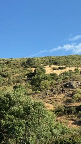 A clear, bright blue sky dominates the upper portion of the frame. Below the sky is a gently sloping, arid hillside covered in dense, low-lying scrub brush and scattered trees. The vegetation appears dry and sparse in some areas, with patches of yellowed grass and exposed rocks visible. The trees are varied in size and shape, with some having fuller, greener foliage than others. The overall impression is of a natural, untamed landscape bathed in bright sunlight. The camera appears to be angled slightly upwards, capturing the expanse of the hill and the sky. There are no discernible people or man-made objects in the visible frame. The image conveys a sense of natural beauty and perhaps remoteness.