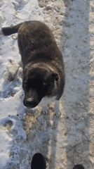 Person interacts with dogs on snowy path in Russia