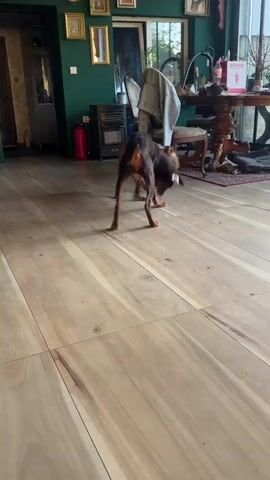 Inside a sunlit room, two dogs, one brown and one dark, are playfully roughhousing. The brown dog initiates, approaching and nipping at the darker one. They dance around each other on the light-colored wooden floor, then move towards a red patterned rug near a glass door. The play continues around a chair on the rug, with the brown dog remaining the more active participant. Other furniture, including a table and a clothes drying rack, are visible in the background of the room.