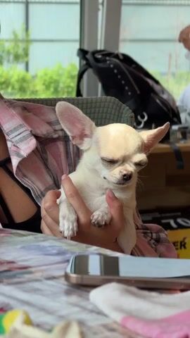 A close-up shot shows a small, light-colored chihuahua dog with its eyes closed, being held by a person's hands. The dog is wearing a pink and white plaid fabric. In the background, a black backpack is visible on a chair, and beyond that, a window looks out onto greenery. The scene appears to be indoors, possibly at a table, with various items blurred in the foreground.