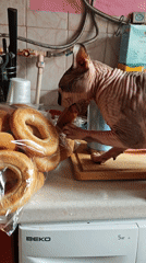 Sphynx Cat Caught Eating Bagel on Kitchen Counter