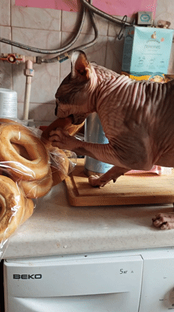 Sphynx Cat Caught Eating Bagel on Kitchen Counter