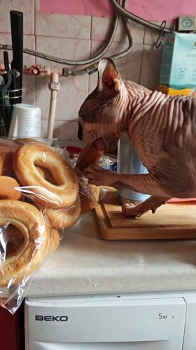 Sphynx Cat Caught Eating Bagel on Kitchen Counter
