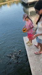 Family feeds fish at Thai temple pond in Baan Plai Laem