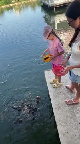 Family feeds fish at Thai temple pond in Baan Plai Laem