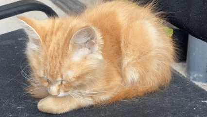 Ginger kitten, backyard plants, and birds in afternoon sun