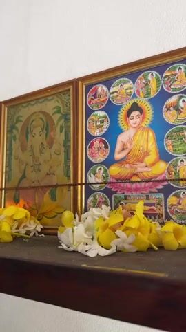 This video shows a close-up view of a shelf with framed religious pictures and floral decorations. The subjects are images of deities, including Ganesha and Buddha, as well as what appear to be other Hindu gods. The pictures are framed in gold and hung on a white wall. The shelf itself is made of dark wood, and it is adorned with garlands of yellow and white flowers, likely marigolds and jasmine, which are common offerings in religious ceremonies in Sri Lanka. A small oil lamp is lit on the shelf, casting a warm glow on the surrounding flowers and pictures. The overall scene suggests a devotional or prayer space. The lighting indicates it could be daytime, with sunlight gently illuminating the shelf from the left. The presence of multiple deities and floral offerings points to a Hindu or Buddhist devotional setting. The location context of Pottuvil, Sri Lanka, aligns with these religious practices. There is no visible text in the video.