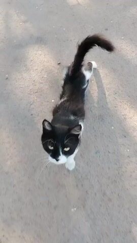 A black and white cat stands on a dirt path, looking up at the camera. A hand reaches into the frame and gently pets the cat's head. The cat then turns and walks away, its tail held high. The sun is shining, casting long shadows on the ground.