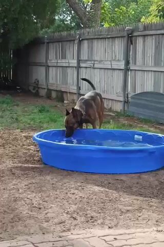 A German Shepherd dog drinks water from a blue plastic kiddie pool in a backyard. The dog has a collar. The pool is filled with clear water and is situated on a sandy ground with some dirt and patchy grass around it. A wooden fence is in the background, with some greenery visible above it. The scene appears to be outdoors on a daytime.