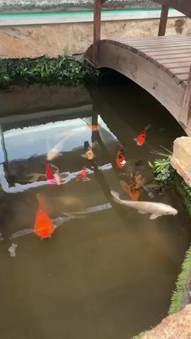 The video shows a pond with several koi fish swimming in it. A wooden bridge arches over a section of the pond. The pond is surrounded by rocks and greenery. The water appears murky. There are at least eight koi fish visible, varying in color from orange to white and black. One large orange koi is prominently featured in the foreground. The lighting suggests it is daytime.