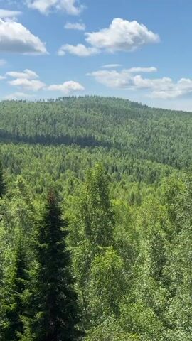 The video shows a lush green forest with rolling hills under a bright blue sky dotted with white clouds. The foreground features tall evergreen trees and lighter green deciduous trees, with some leaves in sharp focus in the lower left corner. The middle ground is a dense expanse of green forest stretching across the hills. In the background, the forest continues to cover the landscape, with a faint silhouette of a rock formation visible on the horizon. The camera pans slowly, offering a sweeping view of the natural scenery. No people or animals are visible.
