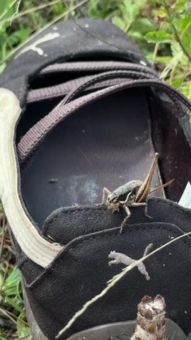 A close-up, dynamic shot shows a grasshopper resting on a black shoe. The grasshopper is positioned on the edge of the shoe's sole, its body facing right, with its long antennae extending forward. Its legs are splayed, gripping the fabric. The shoe, which appears to be worn, is black with white trim and features a Puma logo. The background is blurred, with hints of green grass and possibly other vegetation, suggesting an outdoor setting. The lighting suggests daytime. The video zooms in on the grasshopper, highlighting its intricate details and texture.