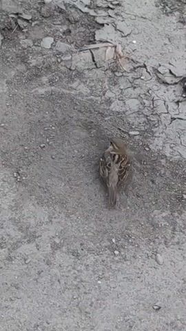 A bird is seen pecking at the ground. The ground is rough and dry, with some cracks visible. The bird is small and brown with striped markings on its wings. It appears to be foraging for food.