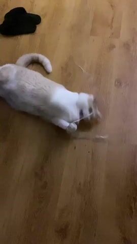 An orange and white cat lies on a wooden floor, playing with a thin, pink ribbon. The cat is on its back, with its paws batting at the ribbon, which is held above it. The cat's tail is curled over its back. In the background, there is a black slipper. The lighting is dim.