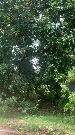 Morning life documented in rural Sri Lankan coastal villages