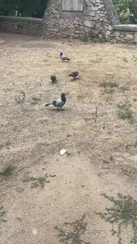 The video shows a flock of pigeons on a dry, dirt ground with sparse vegetation. In the background, there is a stone structure with a plaque on it. Some of the pigeons are pecking at the ground, while others are standing still. The lighting suggests it is daytime.
