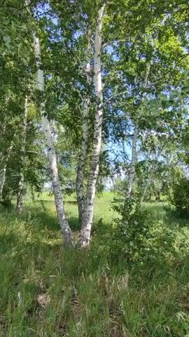 This is a video of a cluster of birch trees with white bark and green leaves. The trees are surrounded by tall green grass and other foliage. The scene appears to be a natural outdoor environment on a sunny day. There are no people or animals visible in the video. The camera is static.