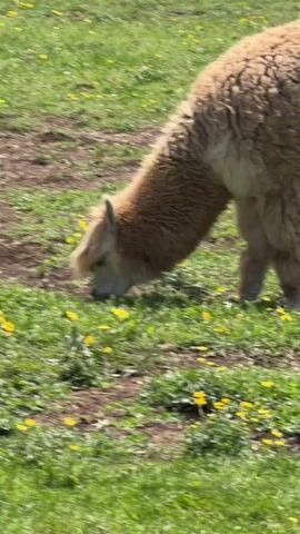 The video shows a light brown alpaca grazing in a field of green grass and yellow dandelions. The alpaca is close to the camera, focusing on the grass. The animal's head is down as it eats. Someone is heard encouraging the alpaca to continue eating.