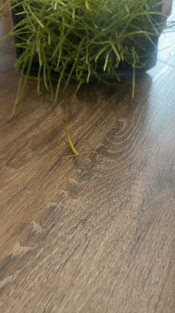 Stick insect observed near grass container in Perm home