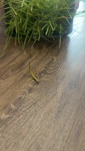 Stick insect observed near grass container in Perm home