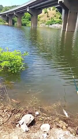 A man is fishing under a bridge. The water is calm and the bridge is supported by concrete pillars. The man is using a fishing rod. There are some fish on the bank.