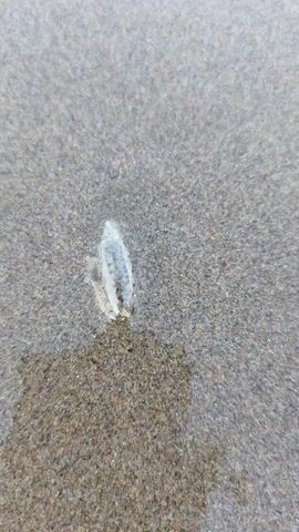 The video shows a close-up of a small, translucent object on a wet sandy beach. The object is roughly elongated and appears to be some form of marine life, possibly a small sea snail or similar creature. The sand surrounding the object is a mix of gray and brown tones, damp from the water. There are no people or other distinct objects visible in the scene.