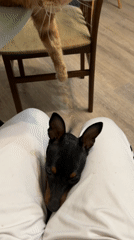 Cat and dog play together in Saint Petersburg home