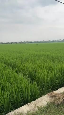 A vertical video shows a vast, green rice paddy field under a cloudy sky. The camera pans slightly to the right. The rice stalks are tall and lush, obscuring the ground. In the distance, the horizon is dotted with trees and possibly buildings, suggesting a rural or agricultural area. A faint dirt path or tractor marks are visible within the field. A concrete barrier with some dry grass and debris lines the bottom edge of the frame. The overall scene depicts a tranquil, agricultural landscape.