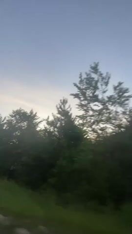The video shows a blurry, horizontal pan across a line of trees against a pale blue sky. The trees are dark green and appear to be dense foliage. The ground below the trees is also green and appears to be grass or a similar low-lying vegetation. The video is filmed from a moving vehicle, as indicated by the motion blur and the perspective of the trees appearing to pass by. The lighting suggests it is either early morning or late evening, as the sky is not brightly lit. There are no people or discernible objects visible in the frame.