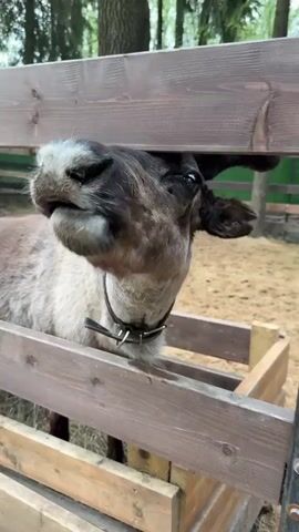 A person is feeding a deer a carrot. The deer is standing inside a wooden pen made of horizontal planks. The deer is mostly light gray, with a darker face and ears. It is wearing a black collar with metal buckles. The person holds out the carrot, the deer takes it, and then the person moves away. The pen is standing on a sandy ground, and trees are visible in the background.